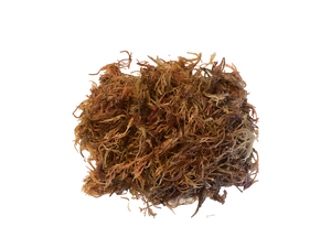 Raw Wildcrafted Purple Sea Moss